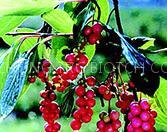 Fructus Schisandrae Chinensis