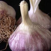 Garlic extract