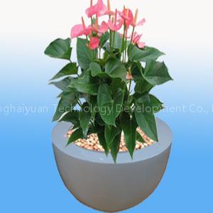 Bowl flower pot