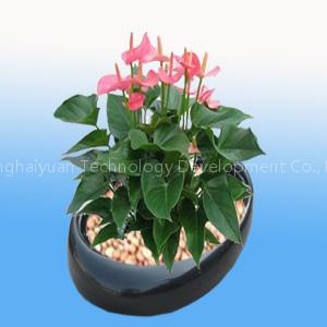 Oval fiberglass planter
