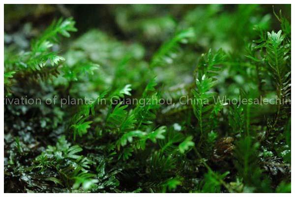 China wholesale plants planting