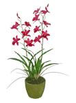 Artifical Cymbidium