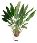 Artifical Pandanaceous