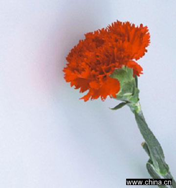 No Fingerprint Frosting Mirror (NFM-001)