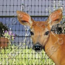Deer control net