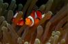 Fresh Water Ornamental Fish (India)