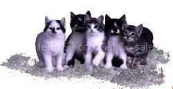 longfeng Silica Gel cat litter xqs2009061920090619