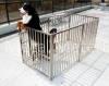 dog pen