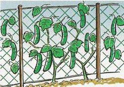 Cucumber Network