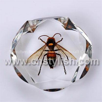 Insect Amber Crafts