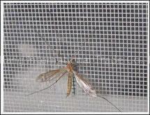 Insect Netting