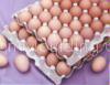 egg tray machine egg trays machinery