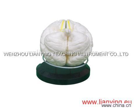 Human Brain Model