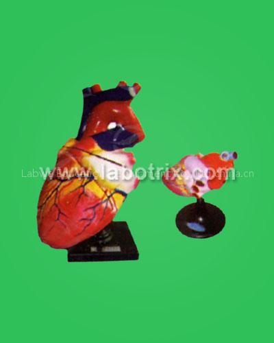 human heart model