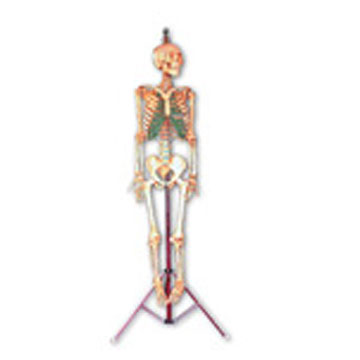 Human Skeleton Model