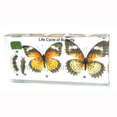 Qianfan Educational Embedded Specimen Teaching Specimen Plastomount - Life Cycle of Butterfly