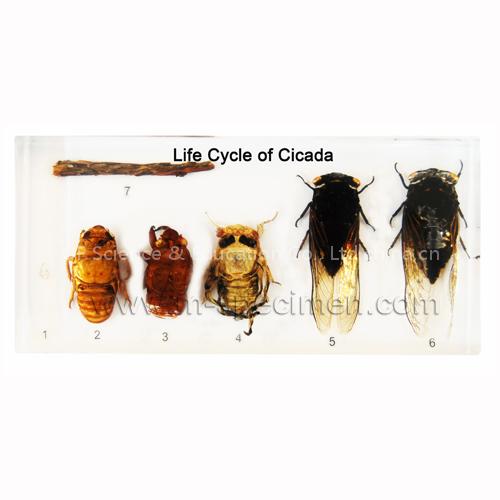 Qianfan Educational Embedded Specimen Plastomount Teaching Specimen - Life Cycle of Cicada