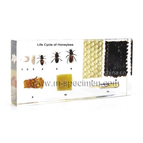 Qianfan Educational Embedded Specimen Plastomount School Supply - Life Cycle of Honeybee