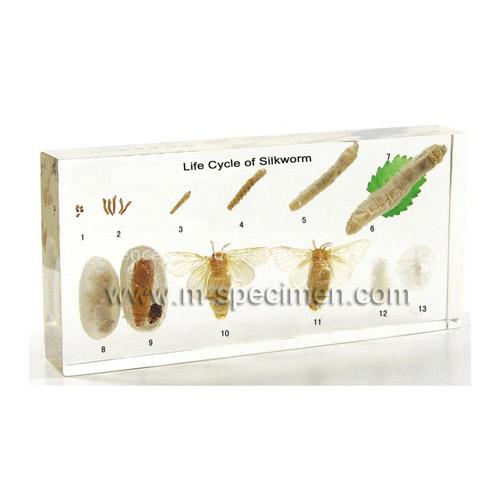 Qianfan Educational embedded specimen plastomount teaching aids - Life Cycle of Silkworm