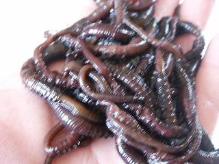 Netherlands Preserved Lugworms