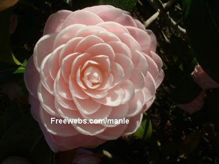 United States Leminhman Com - Collectible Flowahz