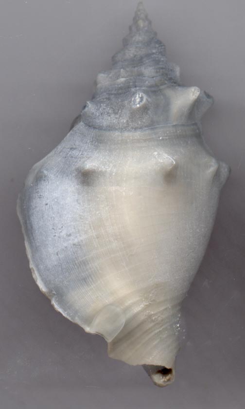 United States Strombus (Alatus Or Pugilus) Fossil Shell