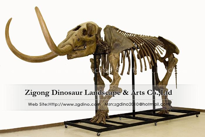 Dinosaurs Museum Skeleton