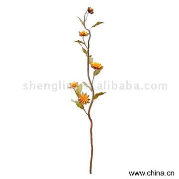 Dried Flowers