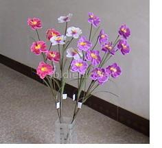 small moth orchid