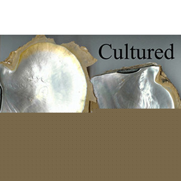 Whitelip Mother of Pearl (M.O.P.) Shells