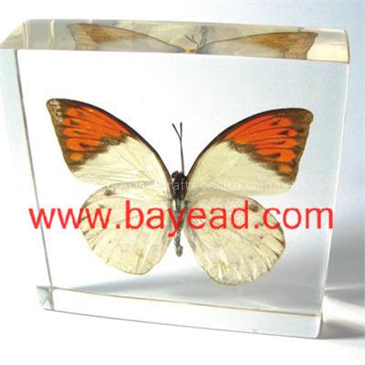 Lucite Paperweights With A Real Butterfly Inside