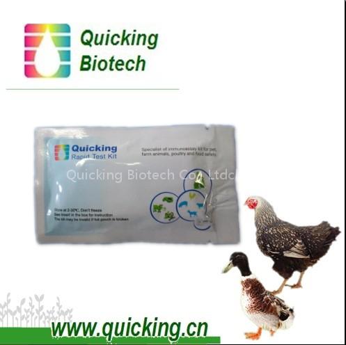 AIV + NDV Ag Combined Rapid Test