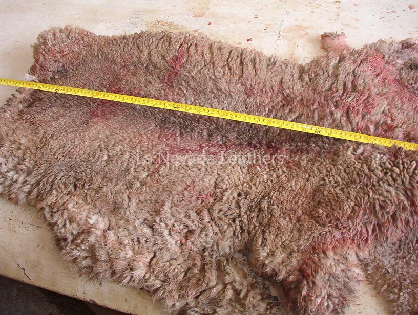 SheepSkin Salted, dry, and WOOL