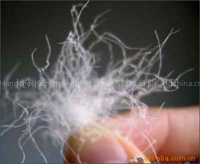 duck feather