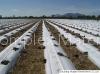 non woven fabric