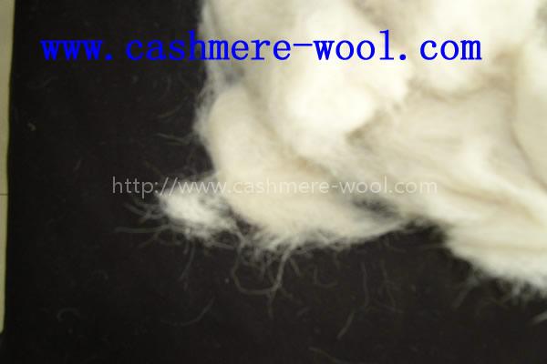 export wool waste,carpet grade raw wool,scoured wool waste,cashmere carding waste