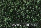 Granite of the Chinese evergreen