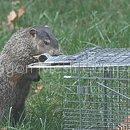 Cage Trap