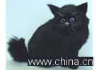 animal pattern, Alpaca Fur Toys, Casing Catena, toy animals,Imitate Toys