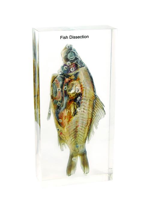 Synthetic Resin Teaching Specimen
