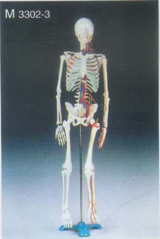 China (Mainland) Model Of Human Body