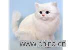 fur animal decoration gifts, synthetic fur animals, real-like animals dolls