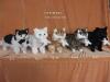 Standing Cat With Baby (Five Colours) (China (Mainland))