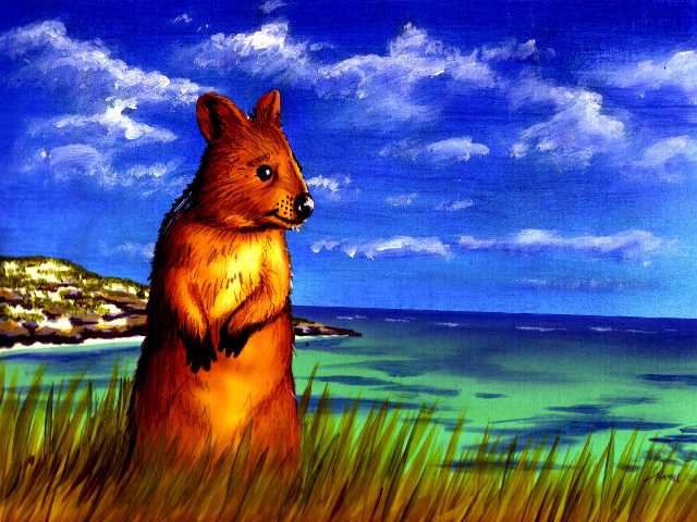 Australia The Adventures Of Bertram Quokka