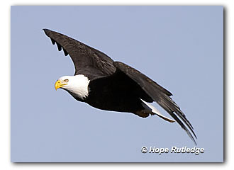 India Books, Soar With The Eagles