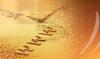 India Software And Website Development