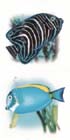 United States KB-2024 Fish Tile Decal