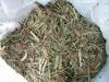 Sugar Cane Top (Indonesia)