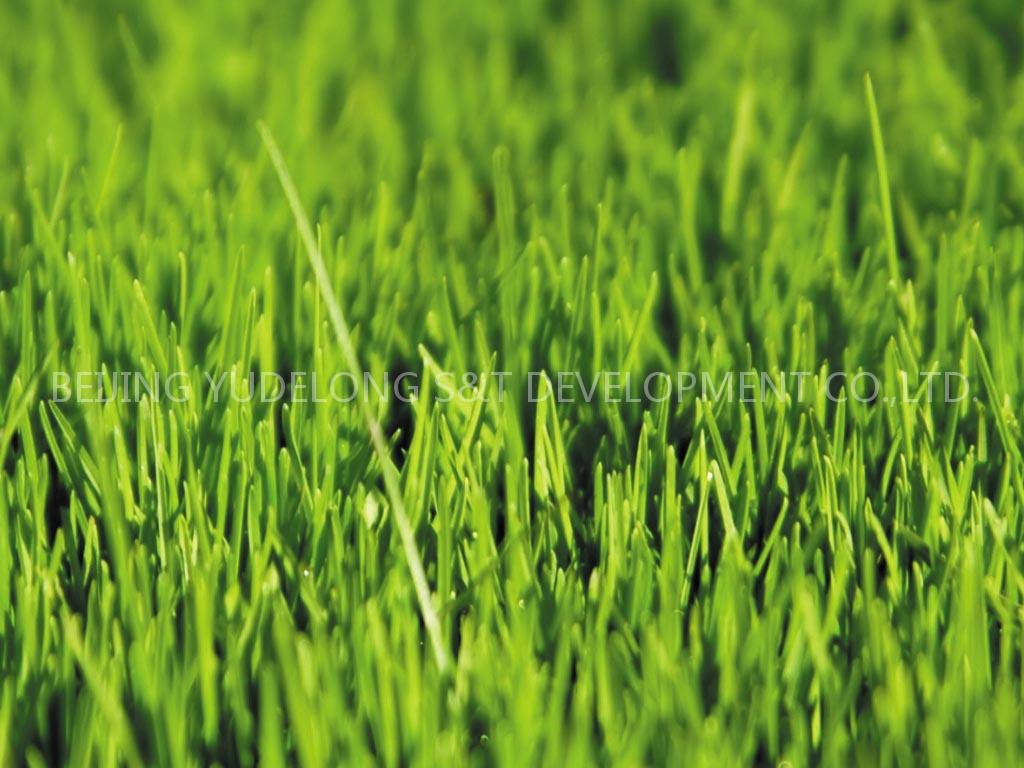 Nutritional Agent for Lawn Bottom Soil