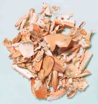 Indonesia Crab Shell